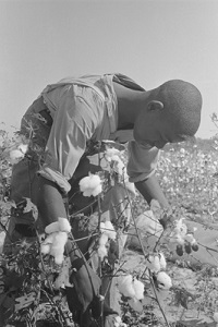 Coton picker